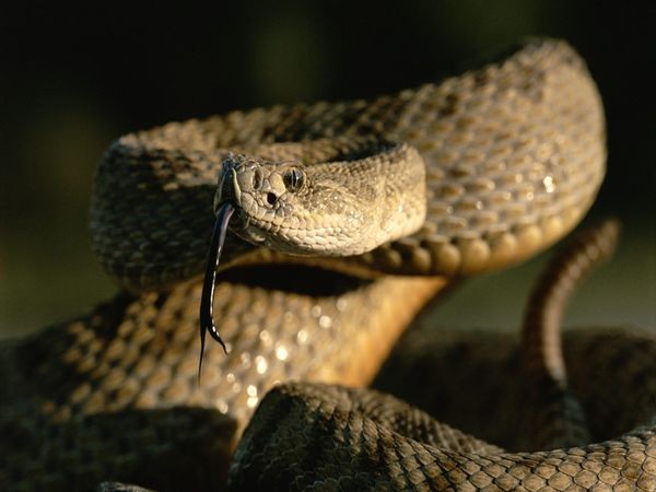 Rắn đuôi chuông là một nhóm rắn độc thuộc các chi Crotalus và Sistrurus thuộc phân họ Crotalinae ("rắn hang"). Có 32 loài rắn chuông với từ 65-70 phân loài, tất cả chúng đều là loài bản địa châu Mỹ, từ phía nam Canada đến miền trung Argentina.